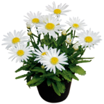 Leucanthemum, wys. 40 cm, śr. don. 17 cm