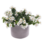 Bakopa wys. 25 cm don. 10,5 cm