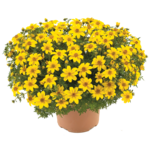 Bidens wys. 25 cm don. 10,5 cm