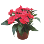 Niecierpek New Guinea wys. 25 cm don. 10,5 cm