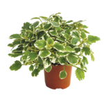 Komarzyca wys. 25 cm don. 10,5 cm