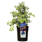 Borówka amerykańska 40-60 cm C6