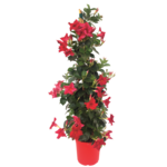 Dipladenia Sundaville wys. 70 cm don. 17 cm