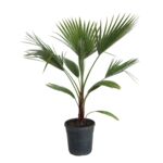 Waszyngtonia robusta wys. 100 cm don. 22 cm