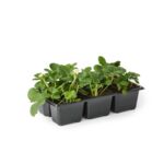 Truskawka 6-pak-różne odmiany wys. 20 cm