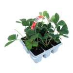 Truskawka 6-pak-różne odmiany wys. 20 cm