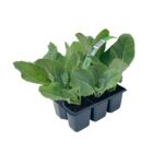 Brokuł 6-pak wys. 20 cm