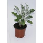 Starzec wys. 25 cm don. 9 cm