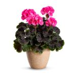 Pelargonia Chocolate wys. 30 cm don. 12 cm