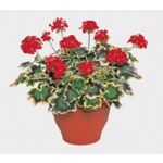 Pelargonia Mrs pollock wys. 30 cm don. 12 cm