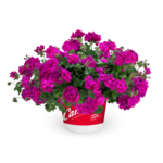 Pelargonium Calliope Cascade wys. 25 cm don. 12 cm
