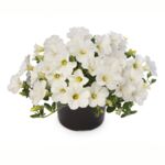 Petunia wisząca Dekko mix kolorów wys. 25 cm don. 12 cm