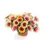 Petunia wisząca Fun house wys. 30 cm don. 12 cm