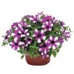Petunia Shortcake Blueberry wys. 25 cm don. 12 cm