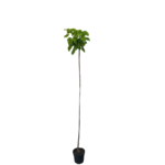 Katalpa wys. 180 cm don. 25,5 cm