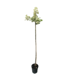 Klon jesionolistny Flamingo wys.150-180 cm don. 25,5 cm