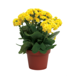 Kalanchoe cal. wy. 26 cm don. 12 cm mix