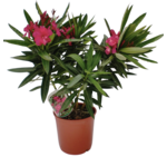 Oleander pospolity doniczka 17 cm