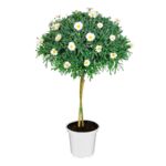 Margaretka na pniu wys. 85 cm don. 18 cm