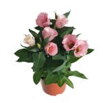 Eustoma wys. 30cm don. 12cm