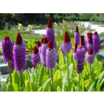 Pierwiosnek wys. 10-20 cm don. 17 cm