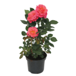Róża w odmianach wys. 80-100 cm don. 22 cm
