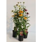 Jeżówka wys. 20-40 cm don. 17 cm