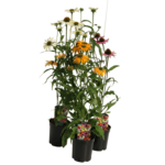 Jeżówka wys. 20-40 cm don. 17 cm