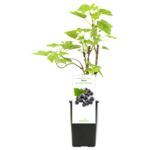 Porzeczka czarna Titania 20 cm