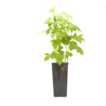 Malina żółta 25 cm 2 l Gartenland