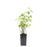 Porzeczka czerwona 25 cm 2 l Gartenland