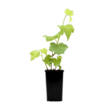 Winorośl wys. 25 cm 2 l Gartenland