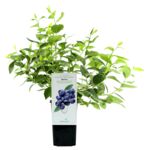Borówka amerykańska Spartan wys. 20 cm don 2l