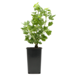 Agrest zielony wys. 25 cm 2 l Gartenland