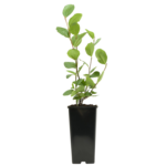 Aronia czarnoowocowa 25 cm 2 l Gartenland