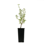 Jagoda Goji 25 cm 2 l Gartenland