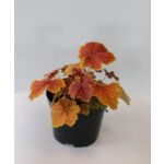 Żurawka mix kolorów wysokość 15-20 cm, doniczka 14 cm