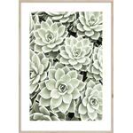 Obraz ARTBOX DIGI 50 x 70 cm BR009 SUCCULENTS