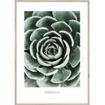 Obraz ARTBOX DIGI 50 x 70 cm BR007 ECHEVERIA