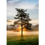 Obraz GLASSPIK 50 x 70 cm GL374 LONE TREE