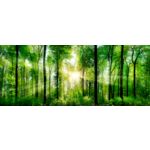 Obraz GLAS NATURE 50 x 125 EX121 SUNLIGHT