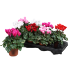 Cyklamen Mix śr. doniczki 10,5 cm