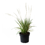 Trawy ozdobne mix odmian wys. 20-100 cm don. 2 l