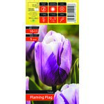 Tulipan Flaming Flag rozmiar 10-11
