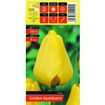Tulipan Golden Apeldoorn rozmiar 10-11