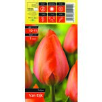 Tulipan Van Eijk rozmiar 10-11