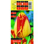 Tulipan Banja Luka rozmiar 10-11