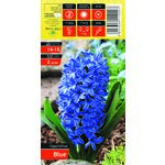 Hiacynt Blue rozmiar 14-15
