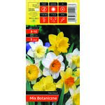 Narcyz botaniczny rozmiar 8-10 mix