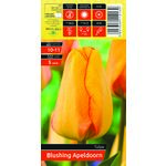Tulipan Blushing Apeldoorn rozmiar 10-11